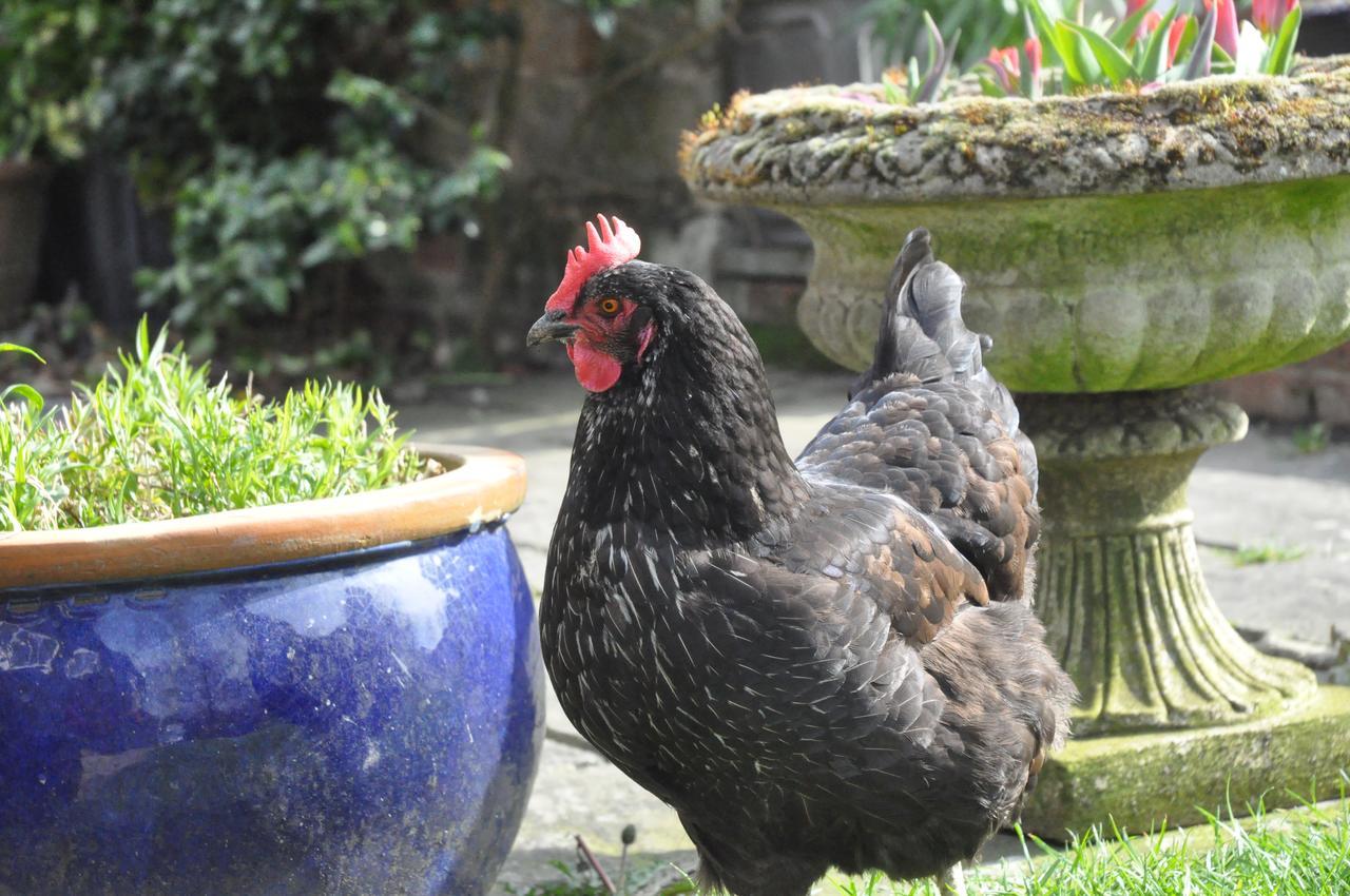 Bed and Breakfast Little Tidebrook Farm Wadhurst Экстерьер фото